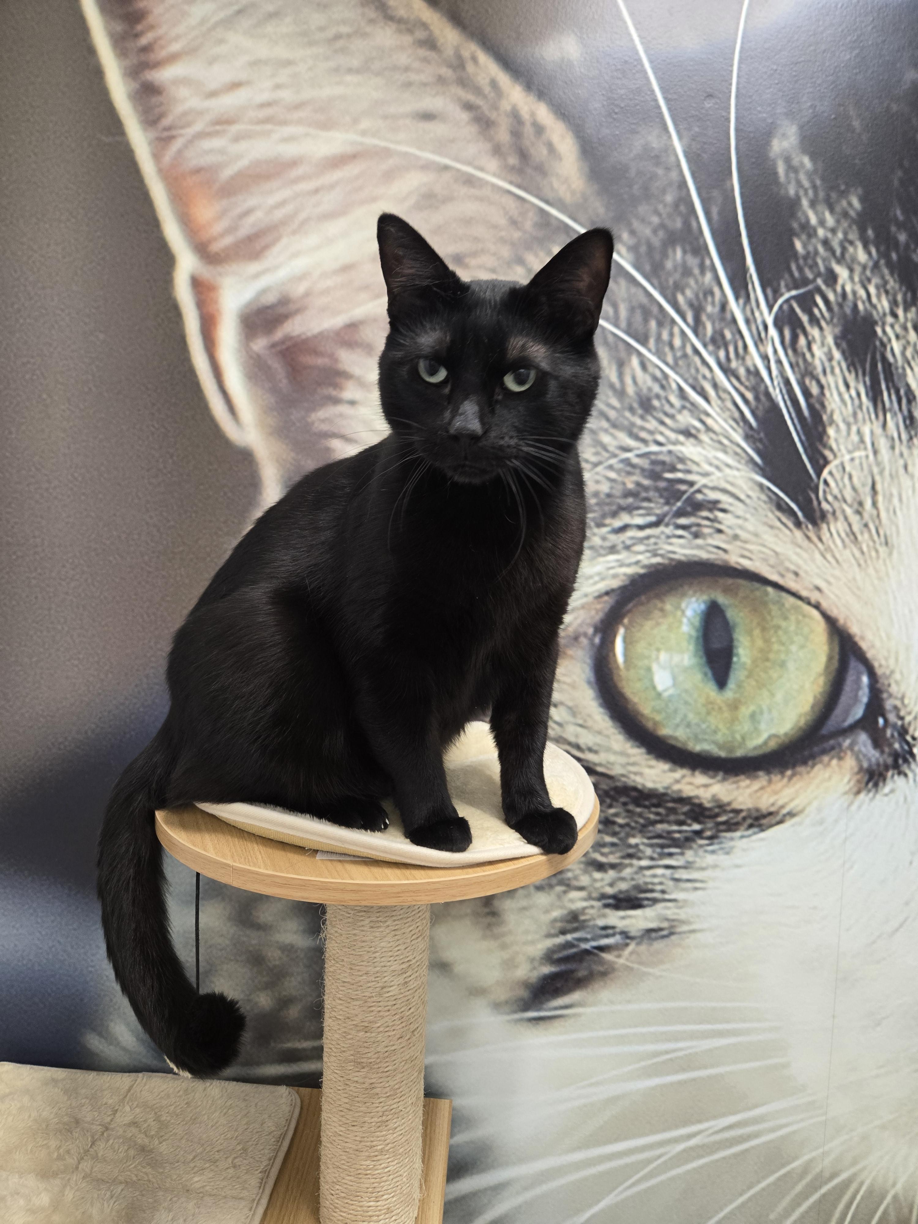 Enlarge Coal, a ADOPTABLE Domestic Short Hair in Sedalia, MO image 2/2