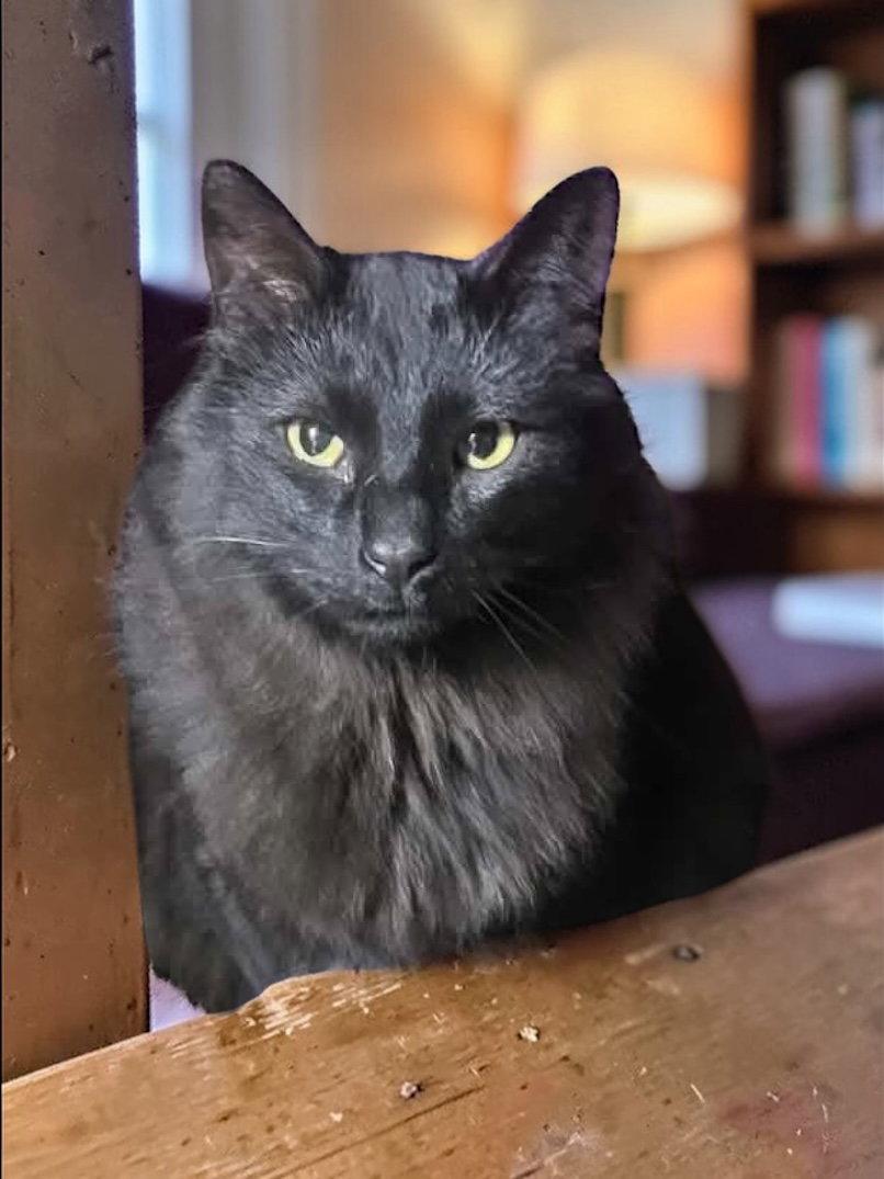 Loki, Adopted, Adult Male Domestic Medium Hair.