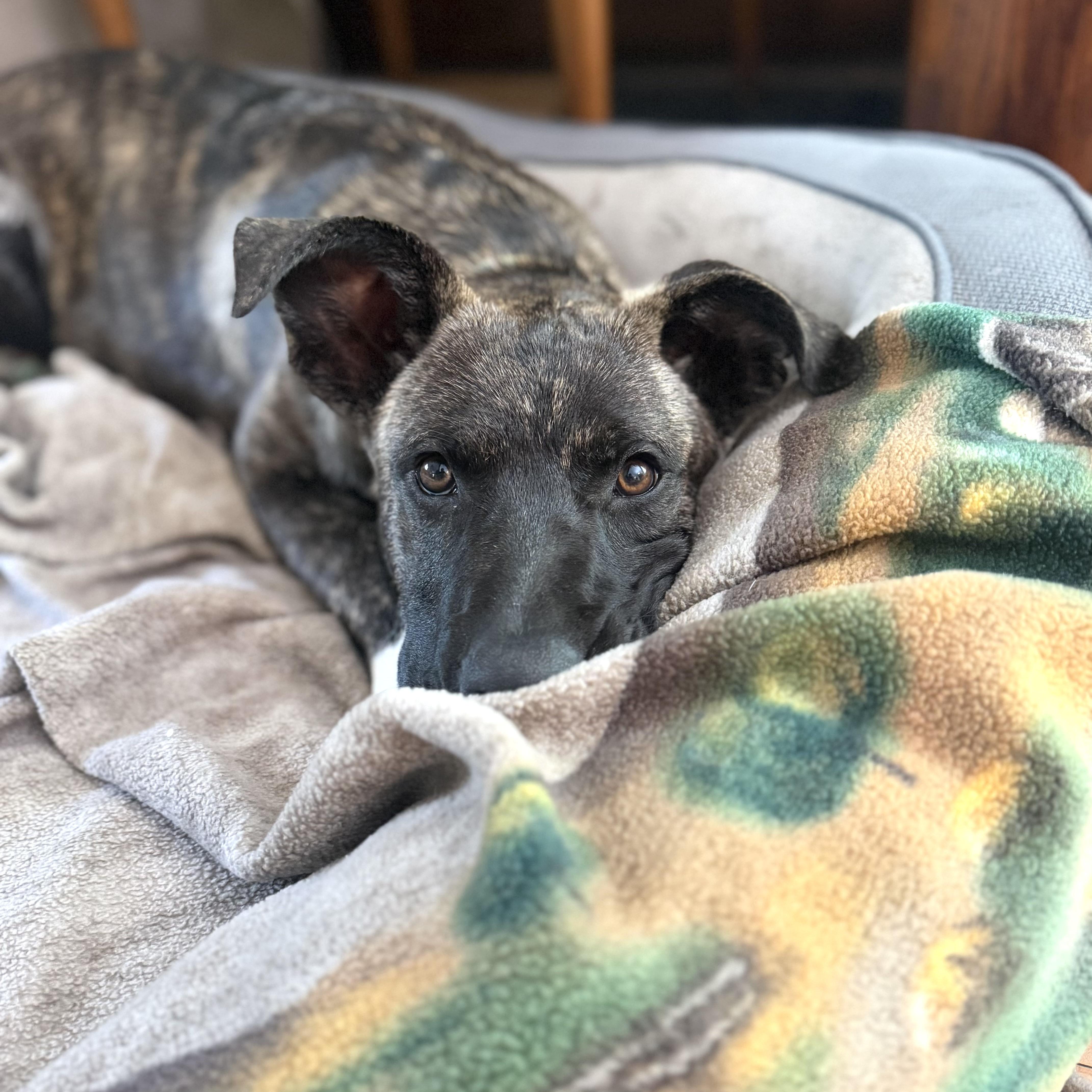 Spencer, a ADOPTABLE mixed breed in Prior Lake, MN image 6/6