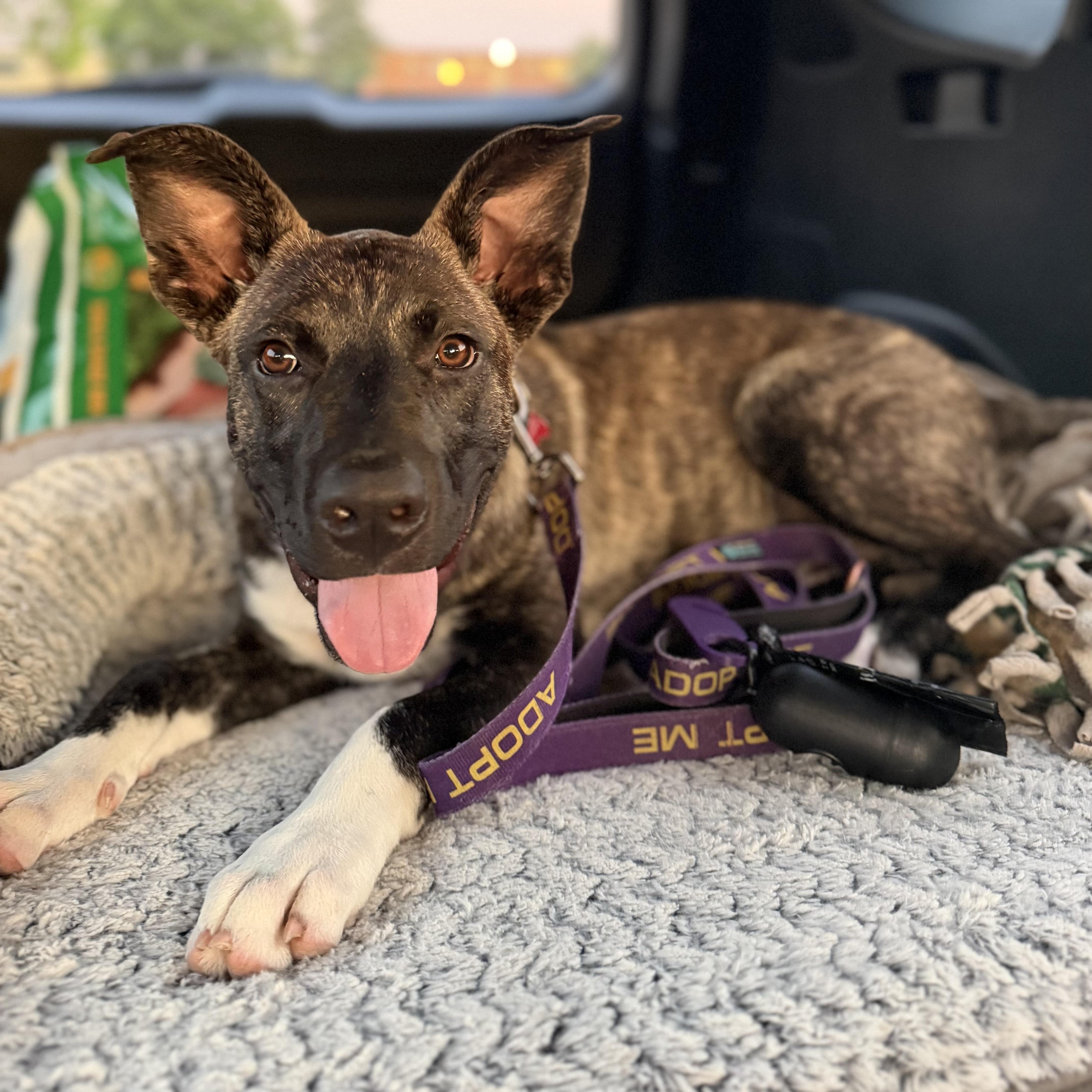 Spencer, a ADOPTABLE mixed breed in Prior Lake, MN image 2/6