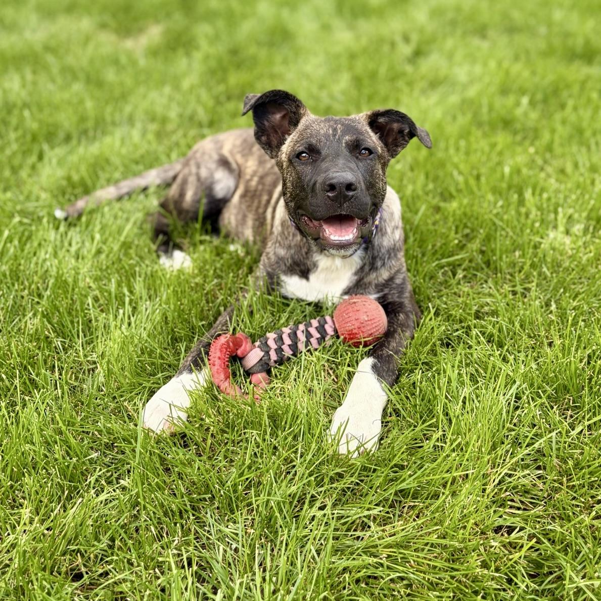 Spencer, ADOPTABLE, Puppy Male Plott Hound & Mixed Breed.