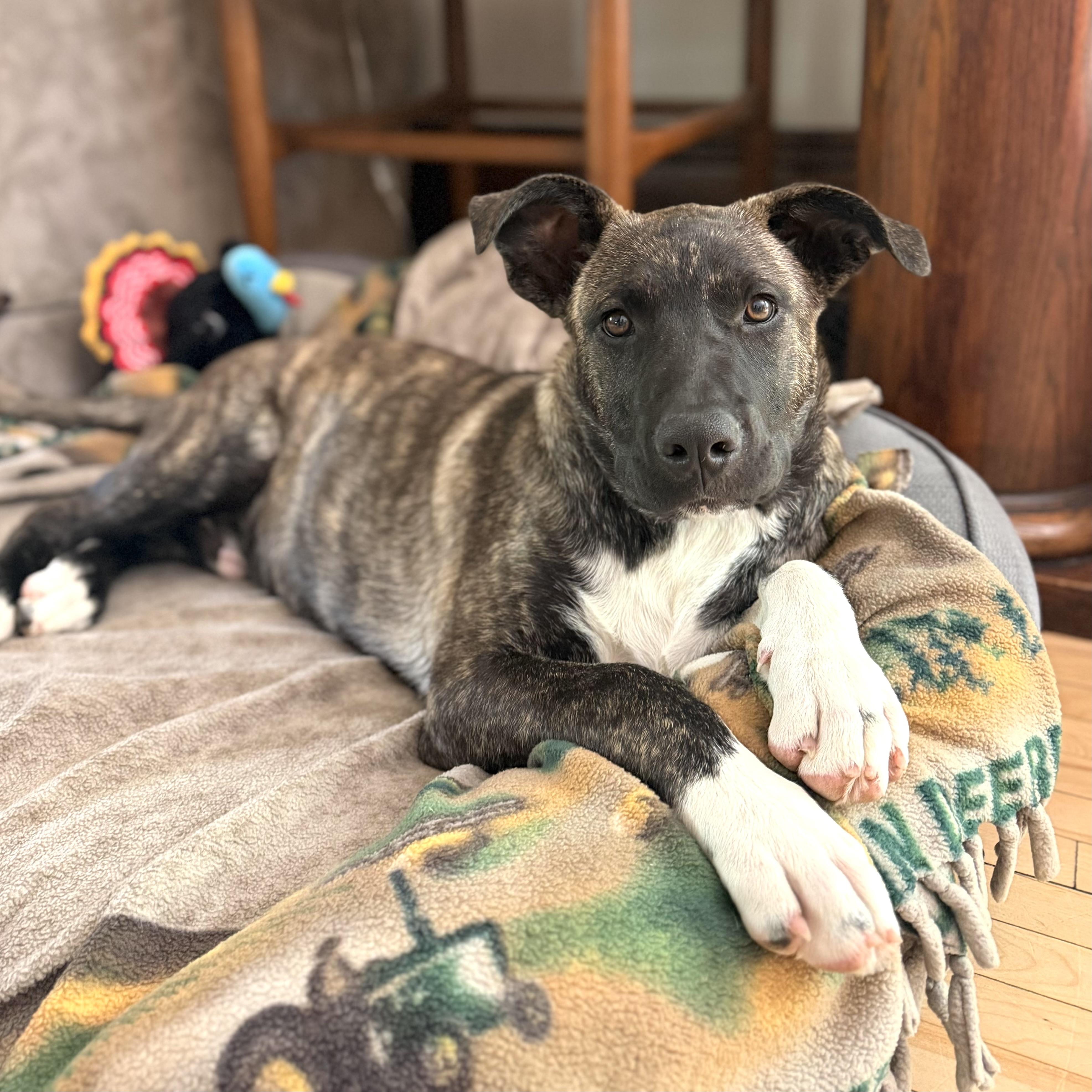 Spencer, a ADOPTABLE mixed breed in Prior Lake, MN image 5/6