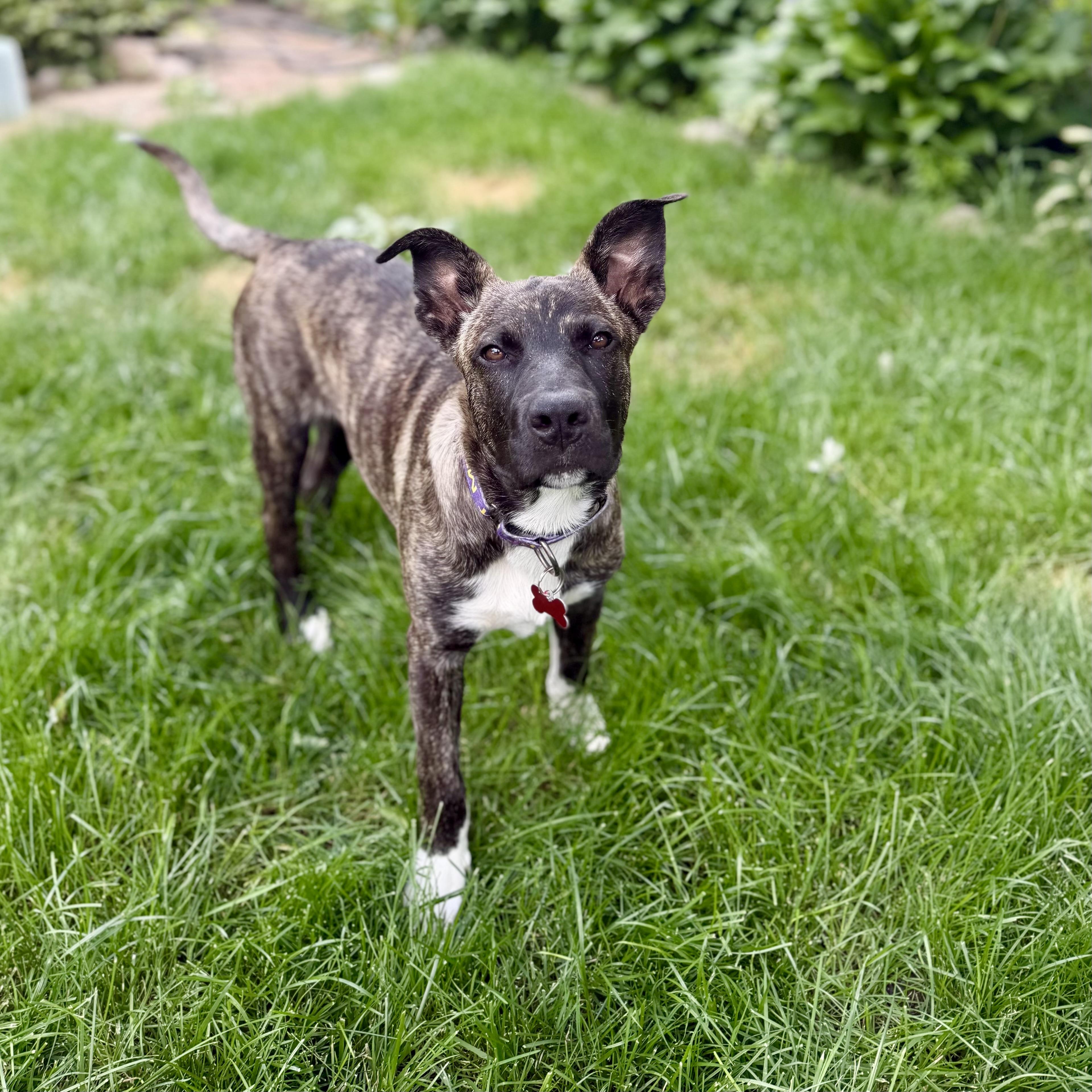 Spencer, a ADOPTABLE mixed breed in Prior Lake, MN image 3/6