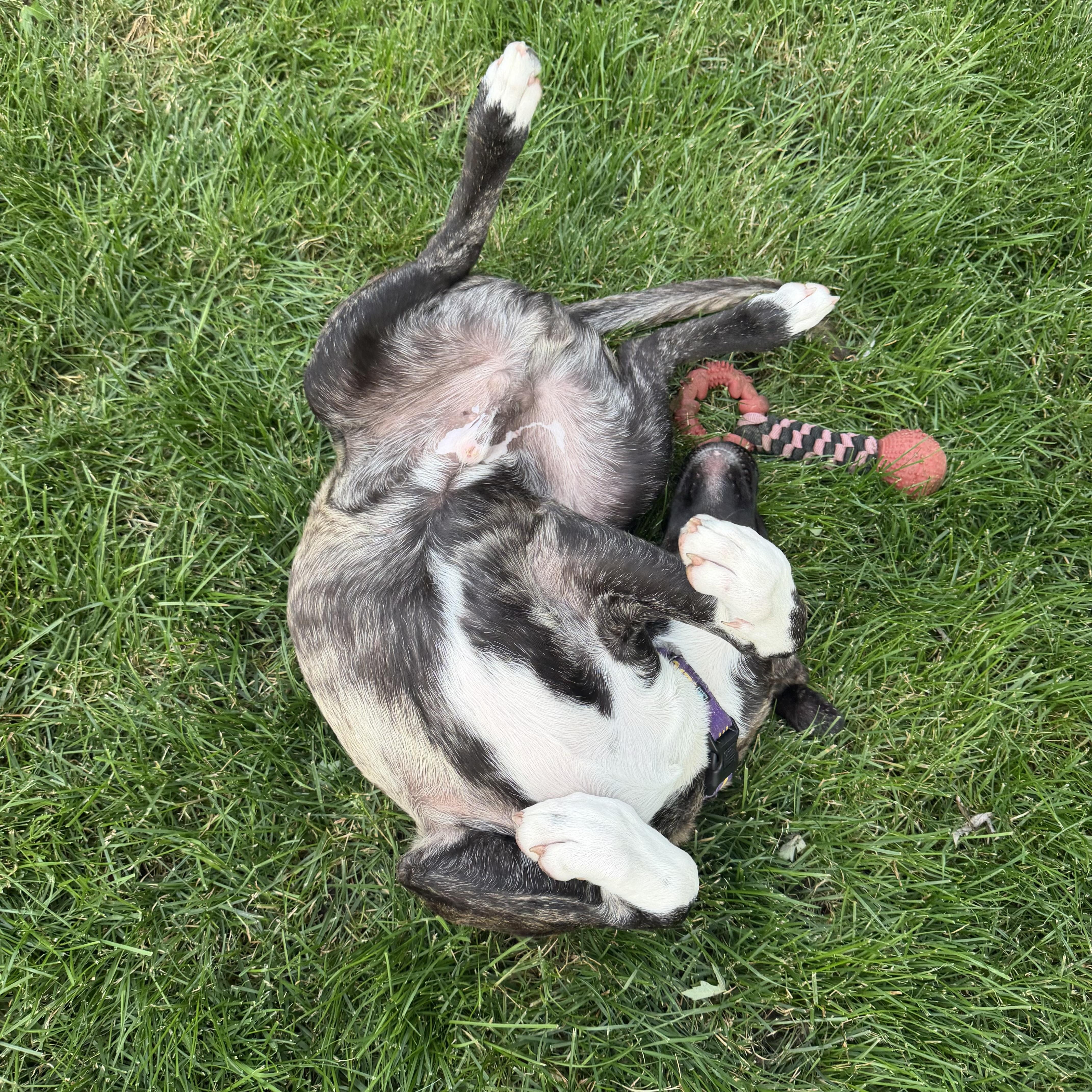 Spencer, a ADOPTABLE mixed breed in Prior Lake, MN image 4/6