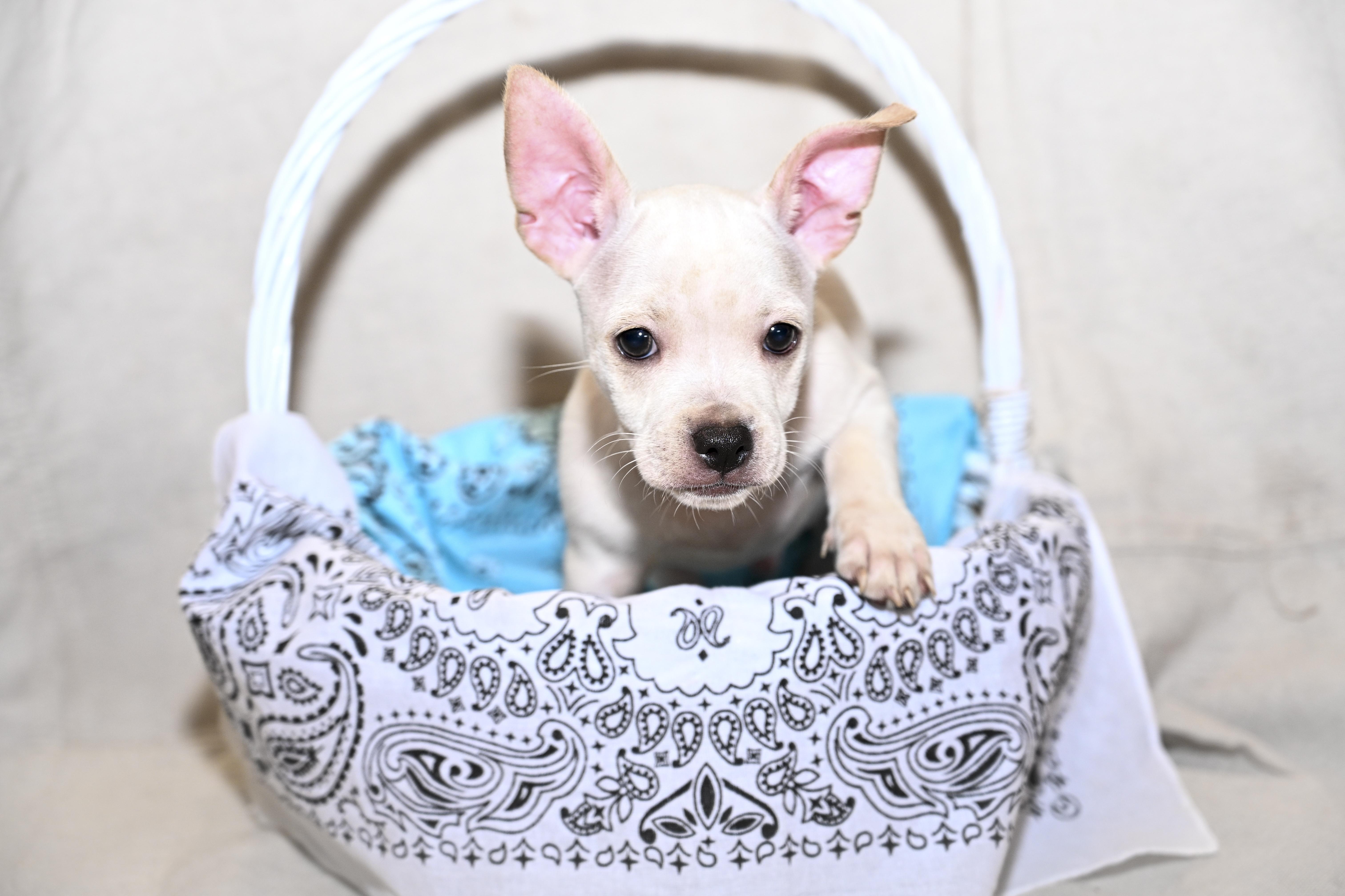 Enlarge Iris, a Adoptable mixed breed in Marietta, GA image 1/1