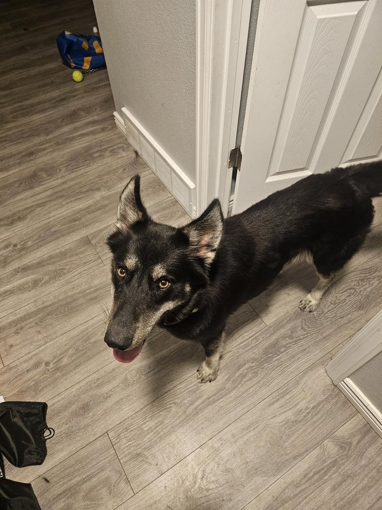 Ada, Adoptable, Adult Female Husky.