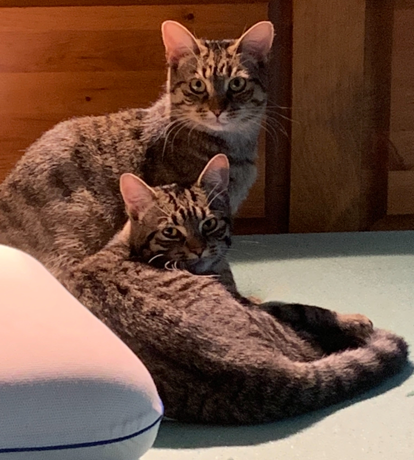 Enlarge Camilla and Tabitha- dual adoption only, a Adoptable Domestic Short Hair in Pointe-Claire, QC image 3/6