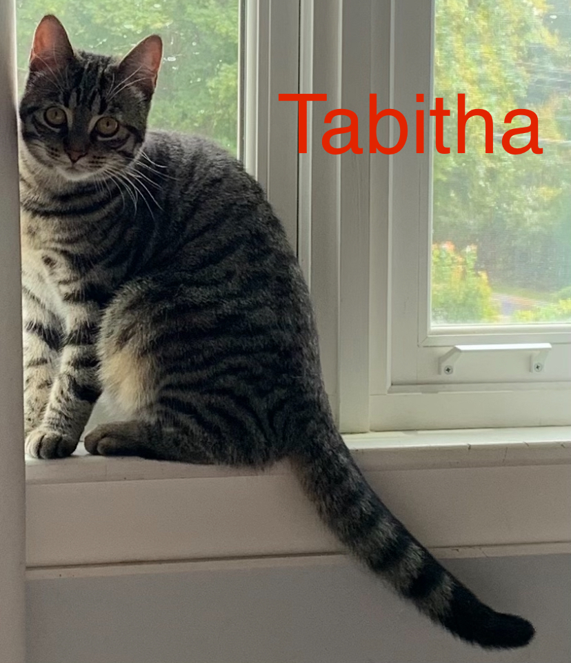 Enlarge Camilla and Tabitha- dual adoption only, a Adoptable Domestic Short Hair in Pointe-Claire, QC image 4/6