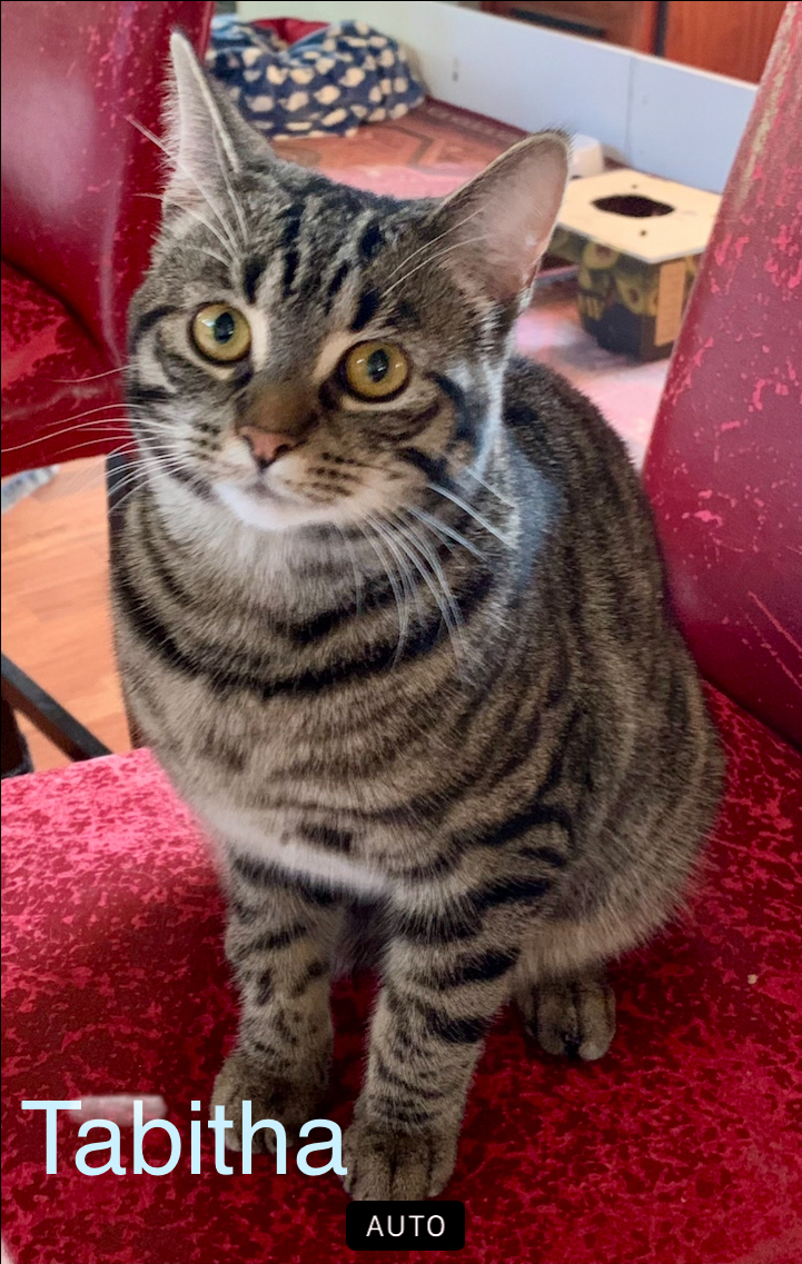 Enlarge Camilla and Tabitha- dual adoption only, a Adoptable Domestic Short Hair in Pointe-Claire, QC image 5/6