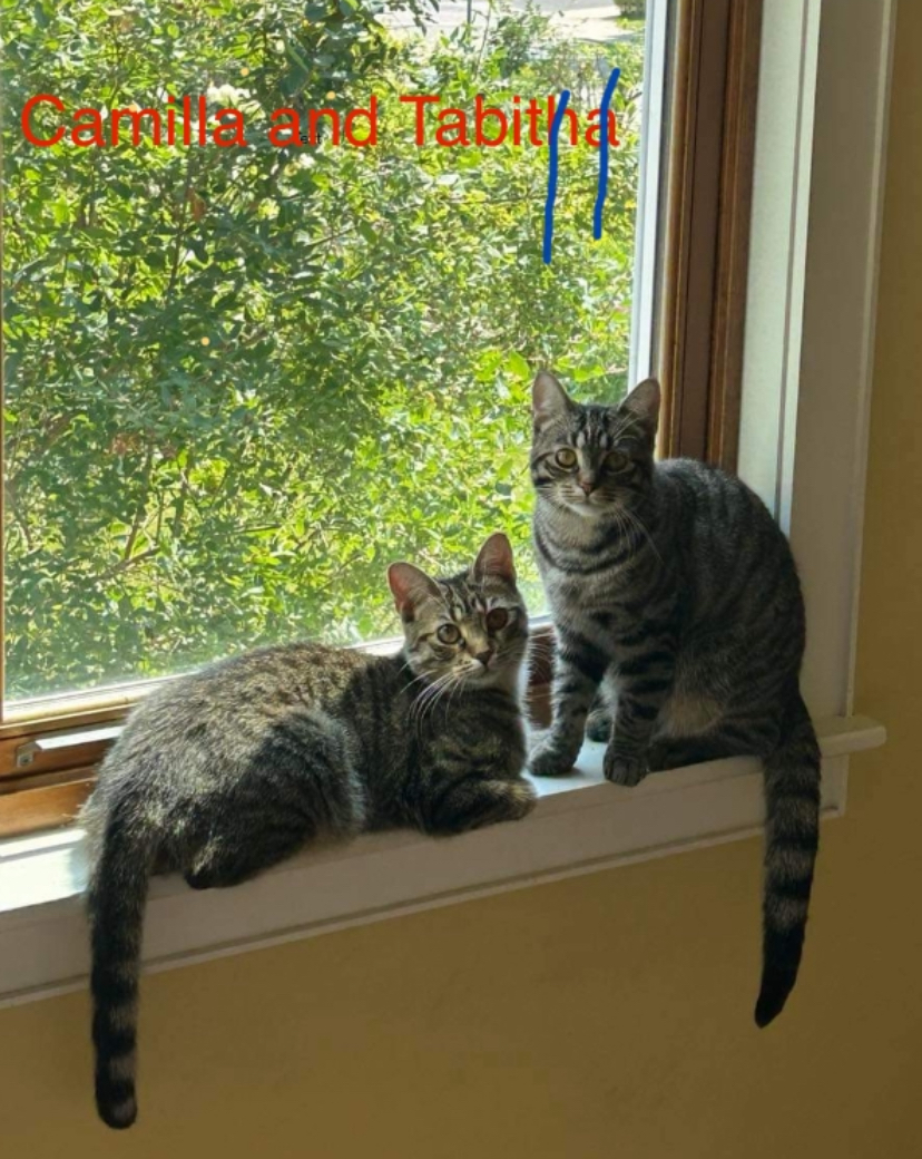 Camilla and Tabitha- dual adoption only photo 1