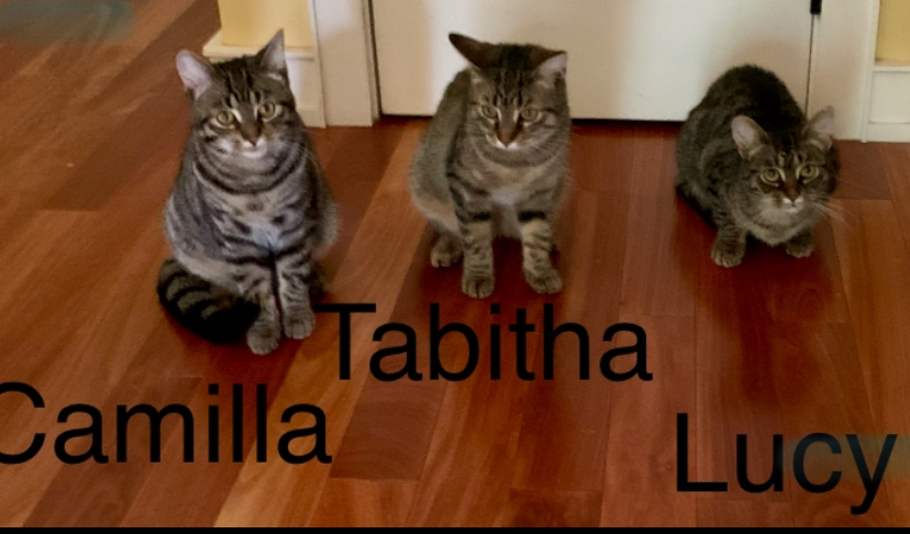 Enlarge Camilla and Tabitha- dual adoption only, a Adoptable Domestic Short Hair in Pointe-Claire, QC image 6/6