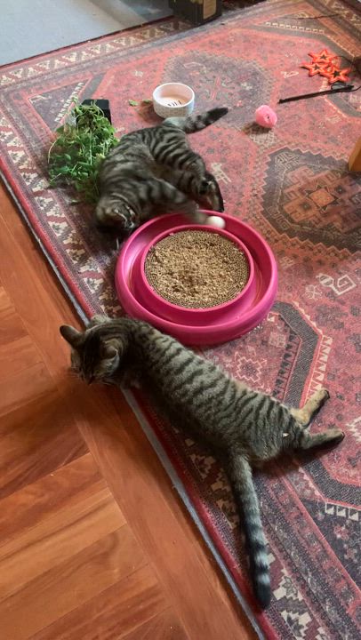 Enlarge Camilla and Tabitha- dual adoption only, a Adoptable Domestic Short Hair in Pointe-Claire, QC video 2/6