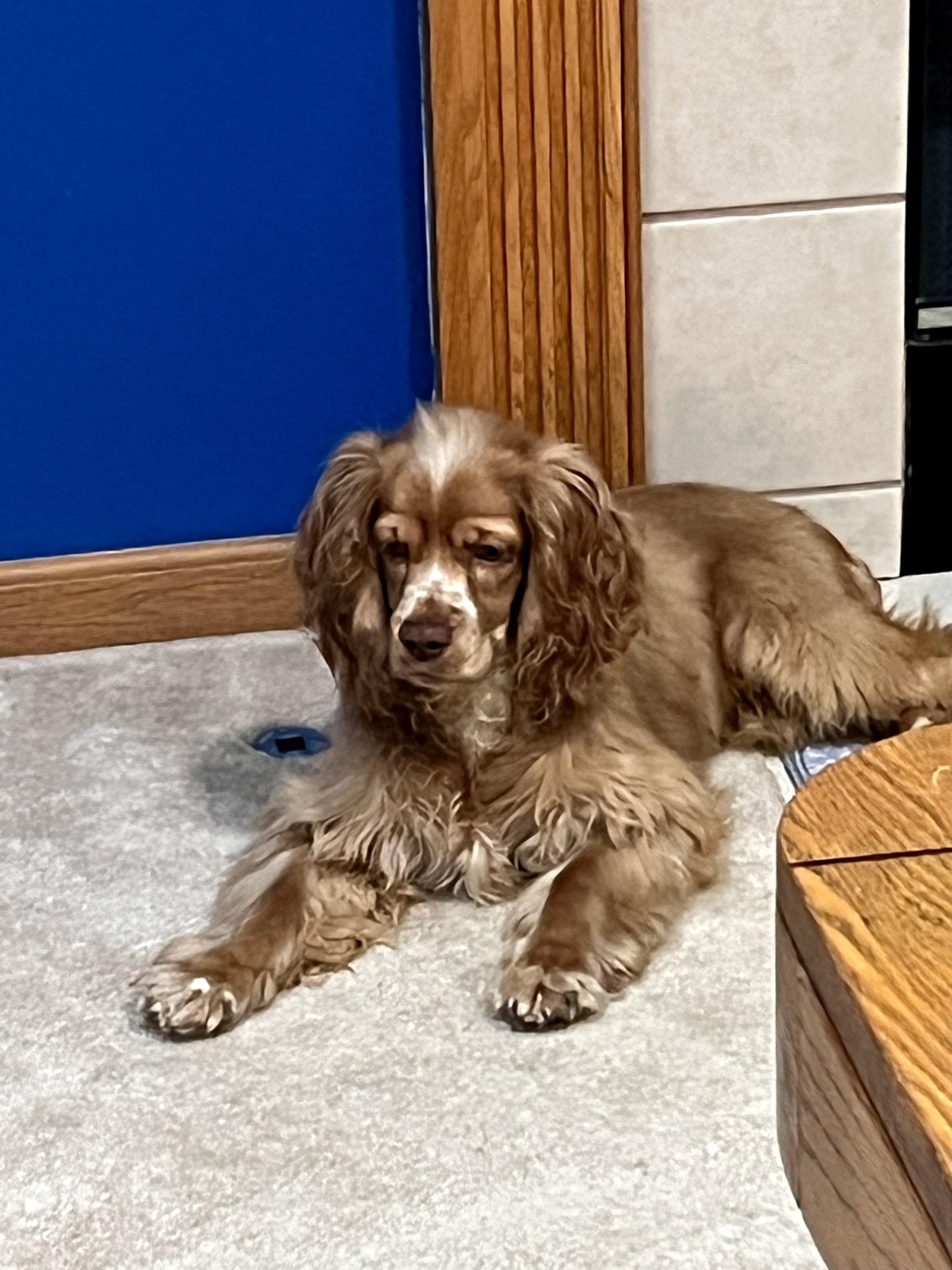 Enlarge Seth, a ADOPTABLE Cocker Spaniel in Crystal Lake, IL image 3/3
