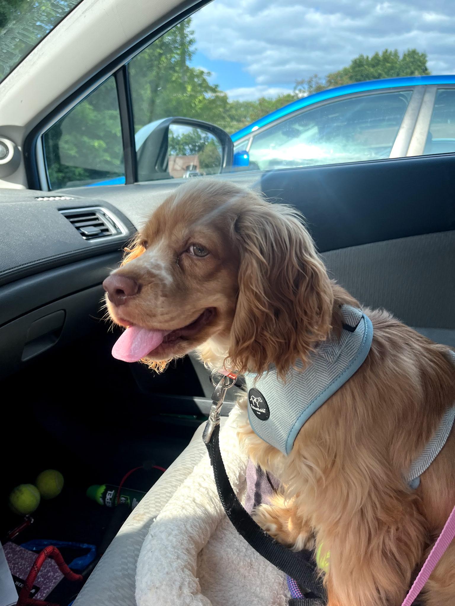 Enlarge Seth, a ADOPTABLE Cocker Spaniel in Crystal Lake, IL image 2/3