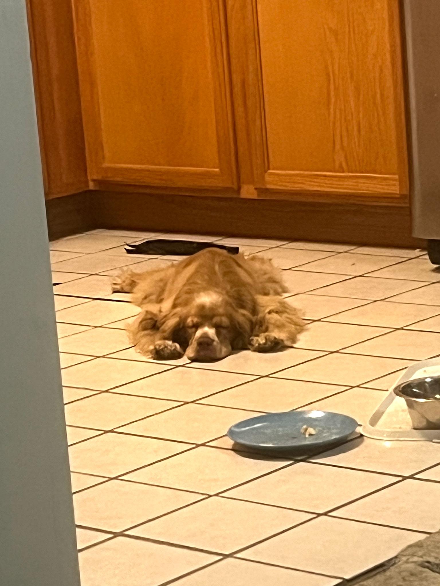 Seth, ADOPTABLE, Young Male Cocker Spaniel.