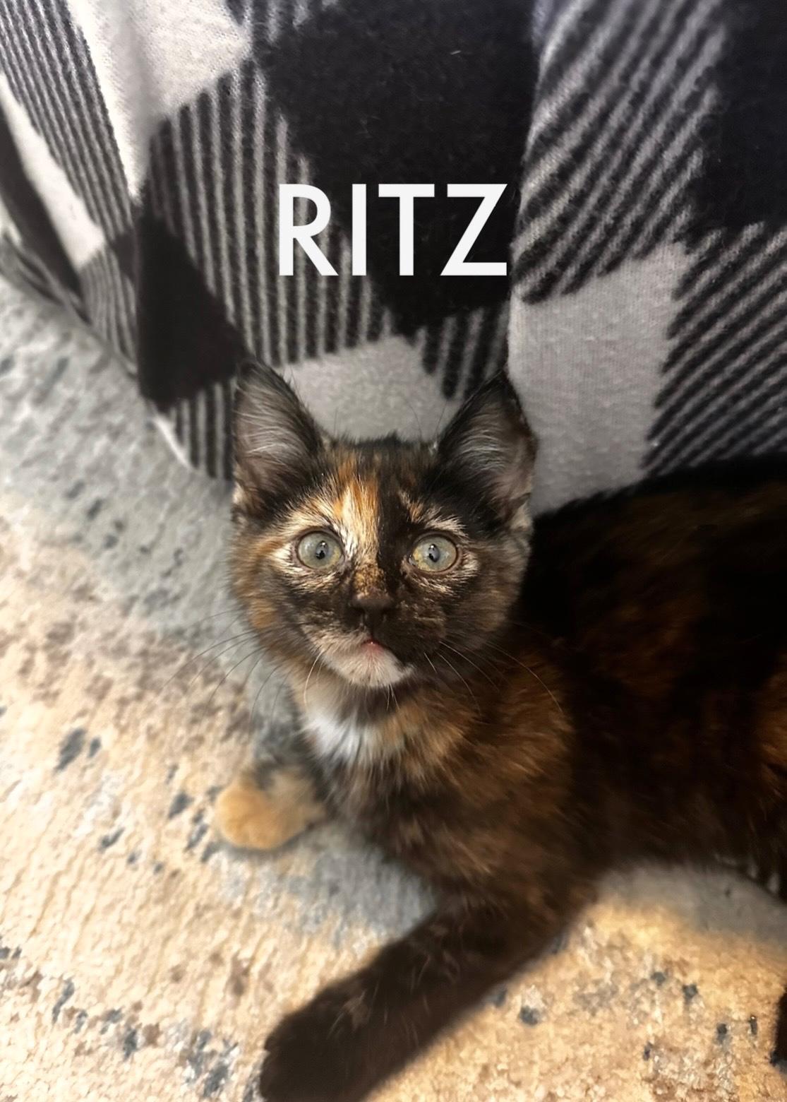 Enlarge Ritz, a Adoptable Domestic Short Hair in Collierville, TN image 1/2