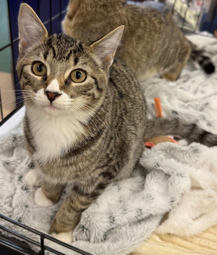 Cocoa, Adoptable, Kitten Female Domestic Short Hair.