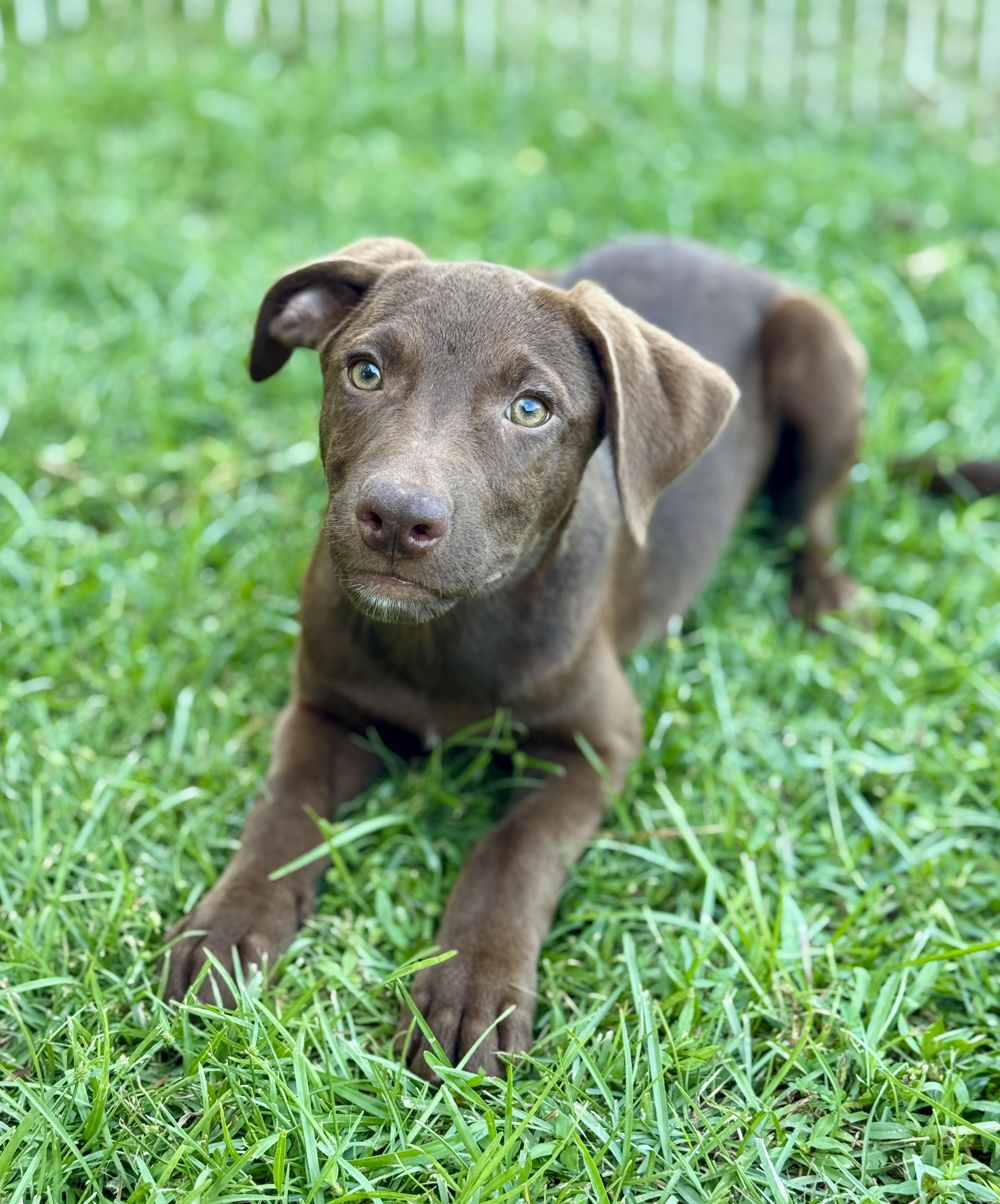 Enlarge Deacon, a Adoptable mixed breed in Brewster,, NY image 4/4