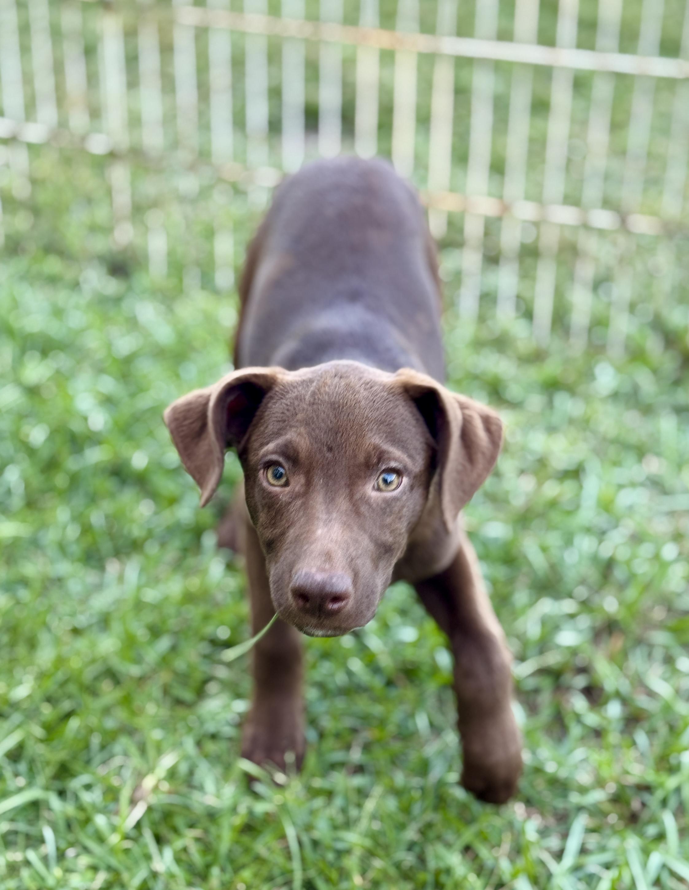 Deacon, Adoptable, Puppy Male Terrier & Labrador Retriever.