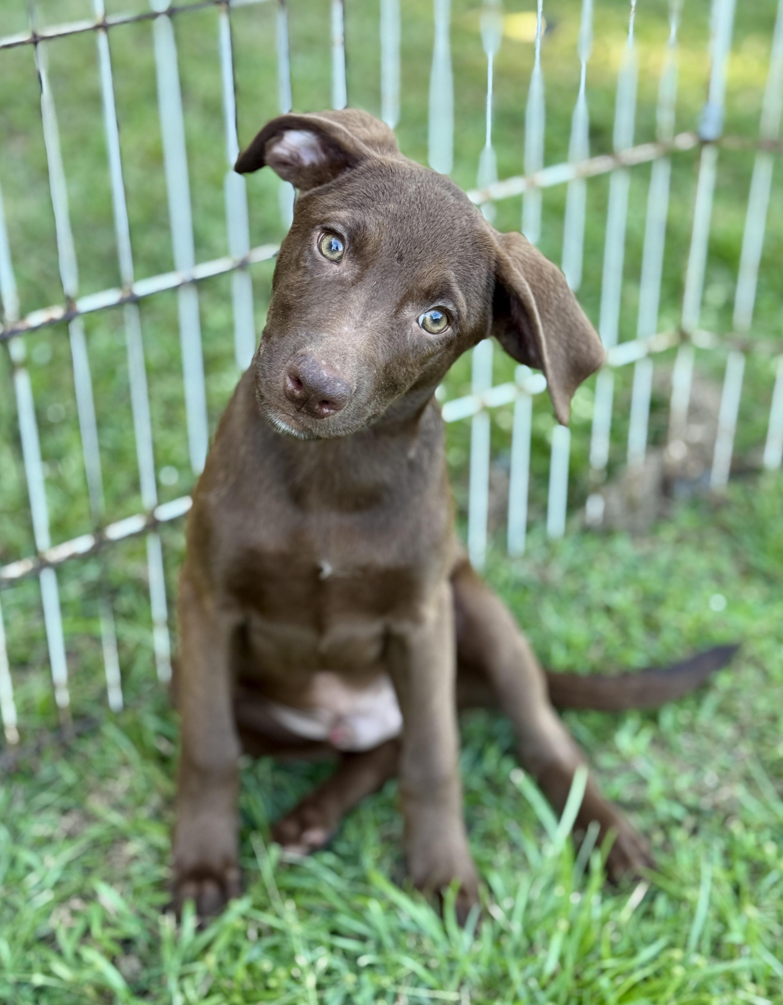 Enlarge Deacon, a Adoptable mixed breed in Brewster,, NY image 2/4
