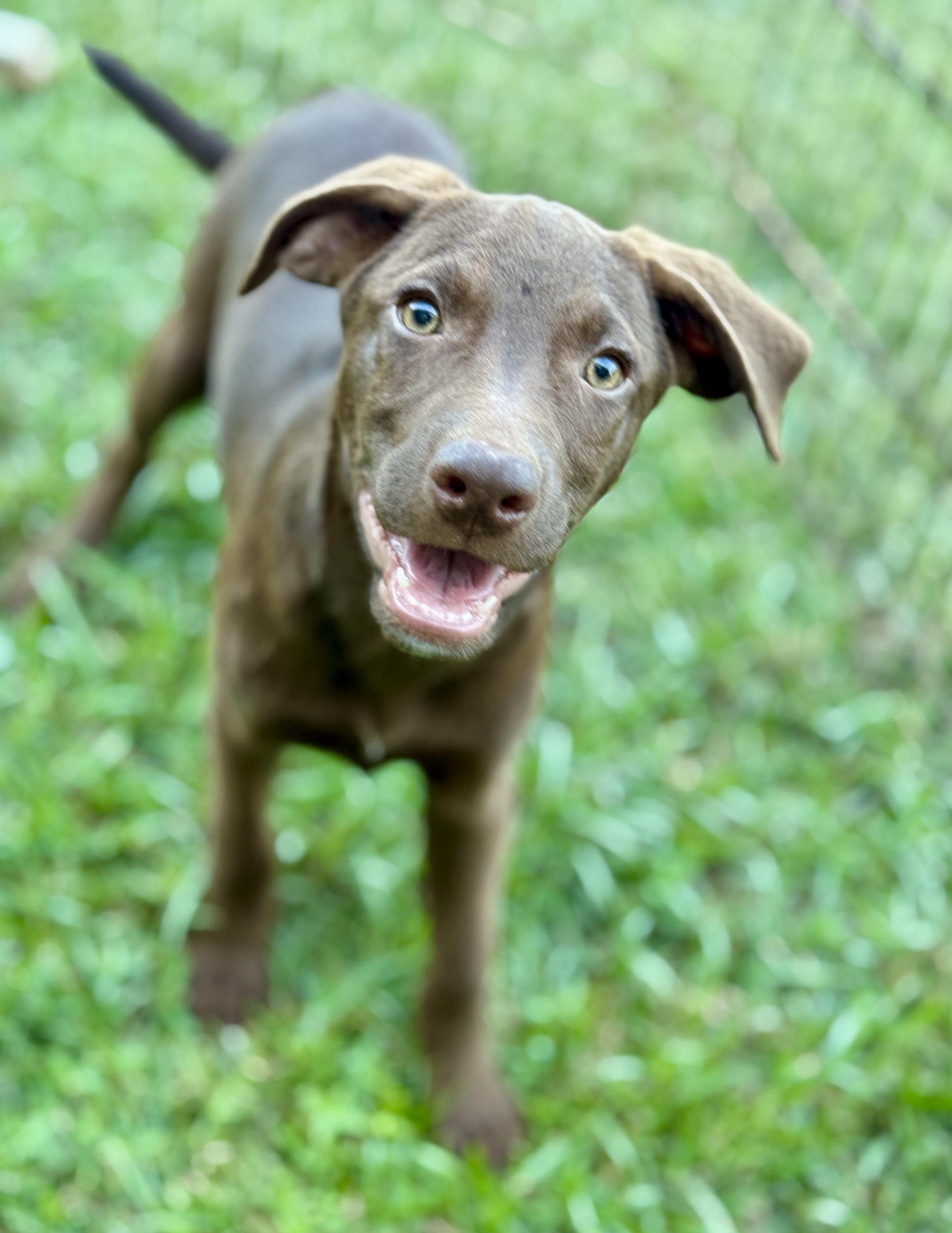 Enlarge Deacon, a Adoptable mixed breed in Brewster,, NY image 3/4