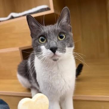Enlarge Flora, a Adoptable Domestic Short Hair in Tustin, CA image 4/4