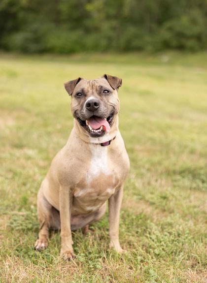 Piper, a Adoptable mixed breed in Fishers, IN image 1/3