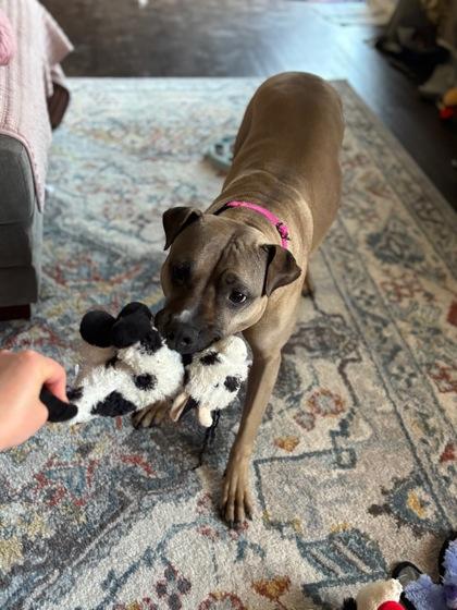 Enlarge Piper (in foster), a Adoptable mixed breed in Fishers, IN image 1/3