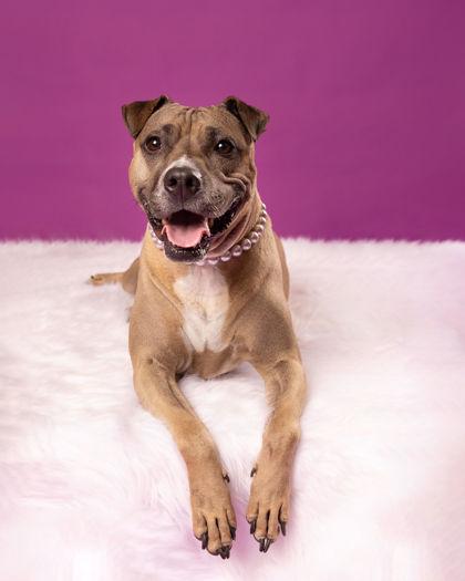Enlarge Piper (in foster), a Adoptable mixed breed in Fishers, IN image 3/3