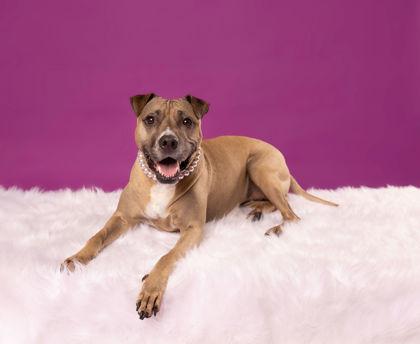 Piper (in foster) — thumbnail 3