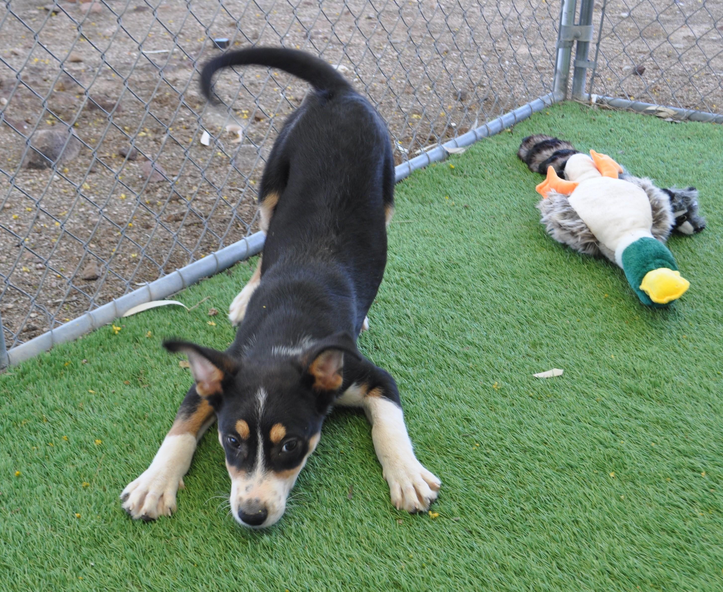 Enlarge Orion, a ADOPTABLE mixed breed in Apache Junction, AZ image 3/4