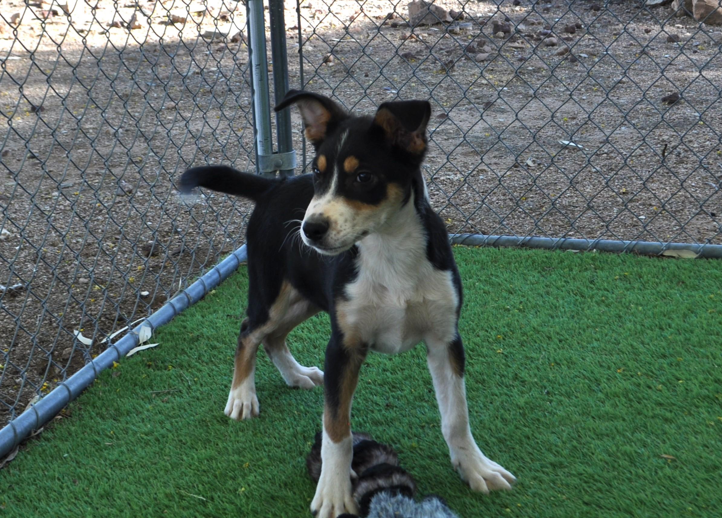 Enlarge Orion, a ADOPTABLE mixed breed in Apache Junction, AZ image 2/4