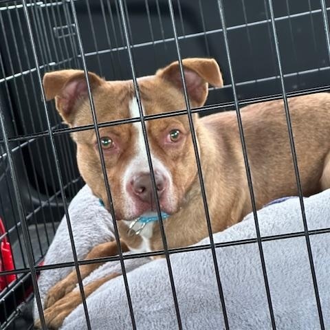 Enlarge Sid, a ADOPTABLE mixed breed in Lyndhurst, NJ image 2/3