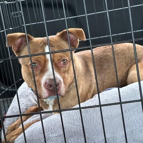 Enlarge Sid, a ADOPTABLE mixed breed in Lyndhurst, NJ image 3/3