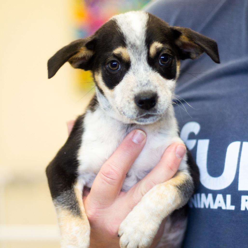 Ranger 22343 — thumbnail 2