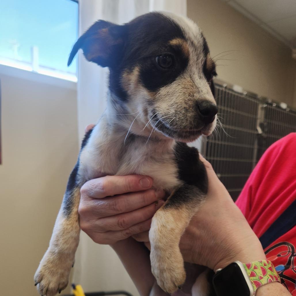 Ranger 22343 — thumbnail 3