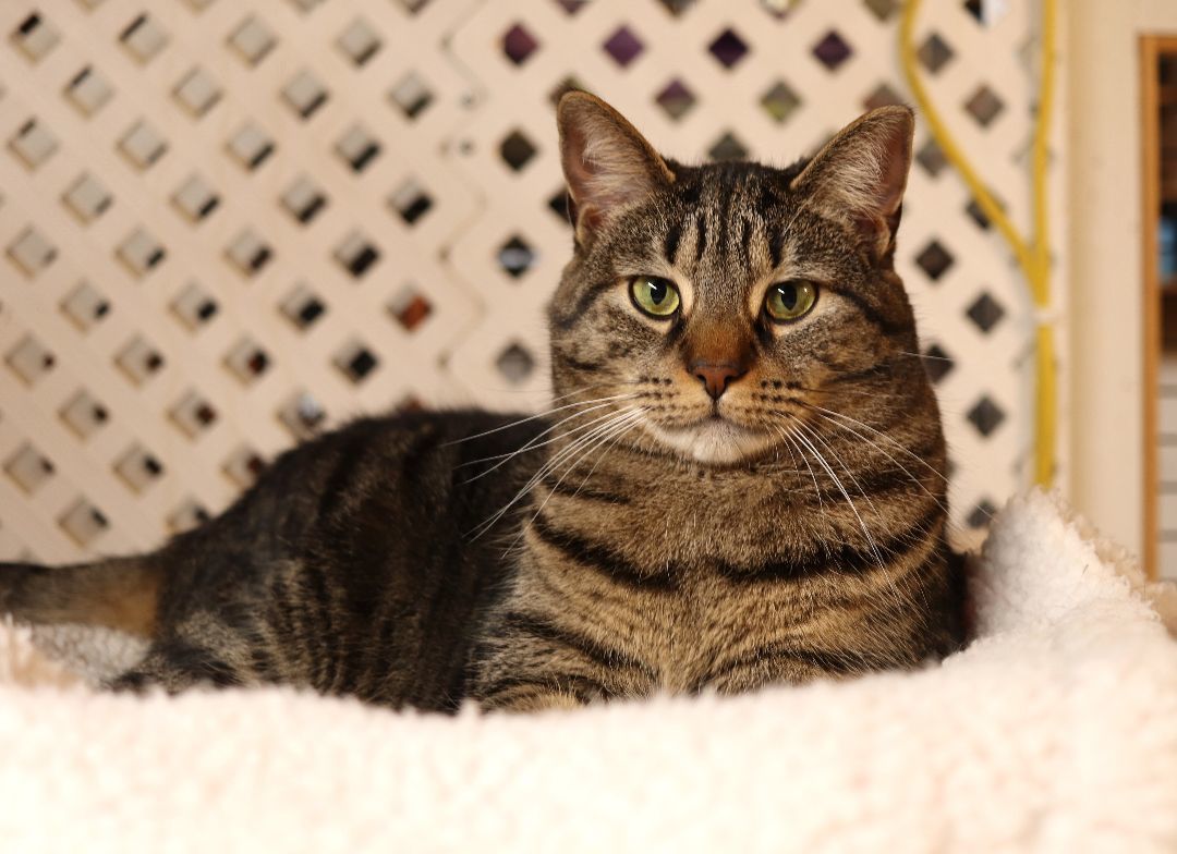 Enlarge Suni Lee, a Adoptable Domestic Short Hair in Boiling Springs, PA image 8/11