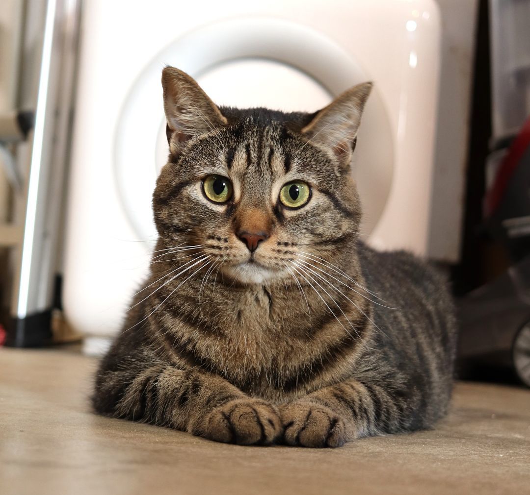 Enlarge Suni Lee, a Adoptable Domestic Short Hair in Boiling Springs, PA image 1/11