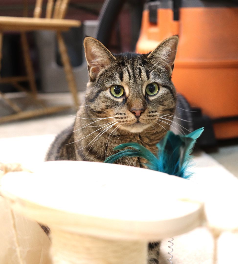 Enlarge Suni Lee, a Adoptable Domestic Short Hair in Boiling Springs, PA image 9/11