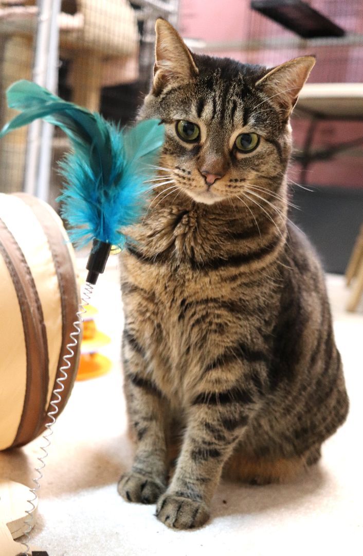 Enlarge Suni Lee, a Adoptable Domestic Short Hair in Boiling Springs, PA image 10/11