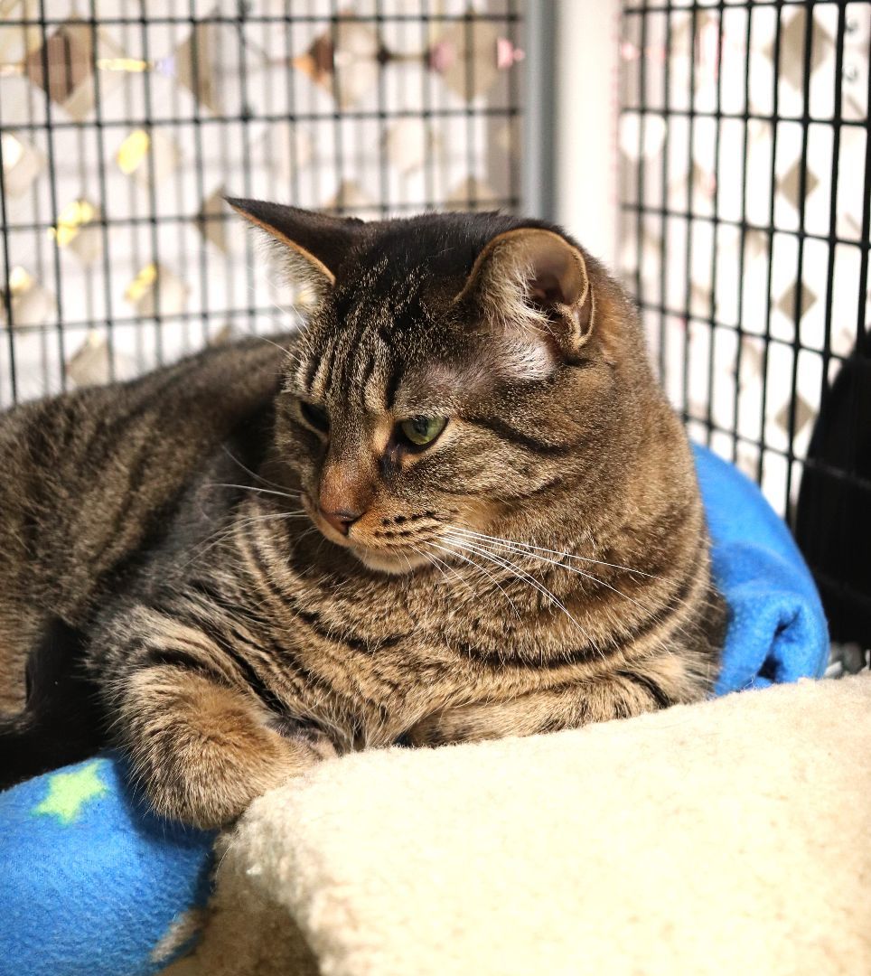 Enlarge Suni Lee, a Adoptable Domestic Short Hair in Boiling Springs, PA image 11/11