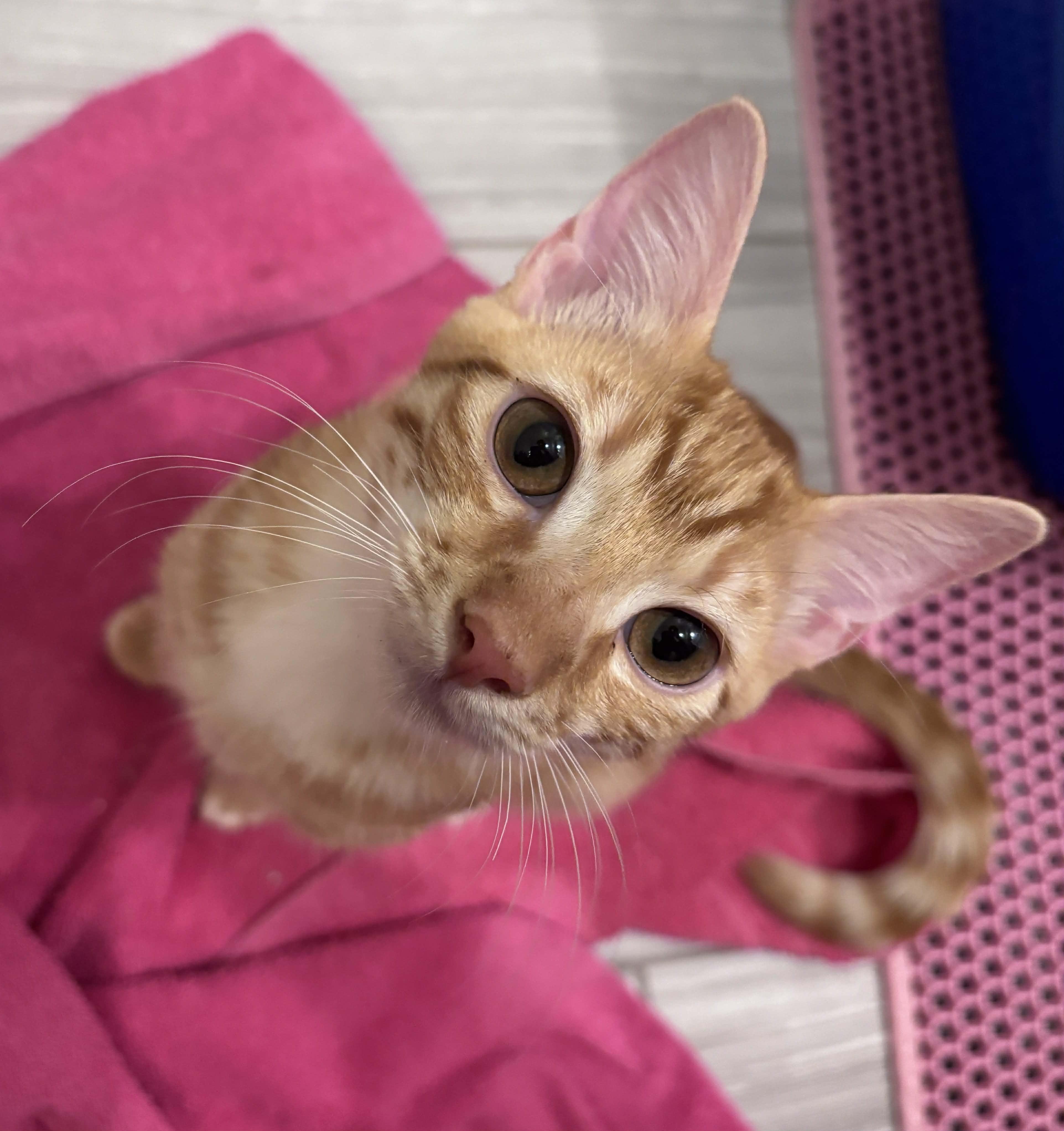 Riley, ADOPTABLE, Young Male American Shorthair.