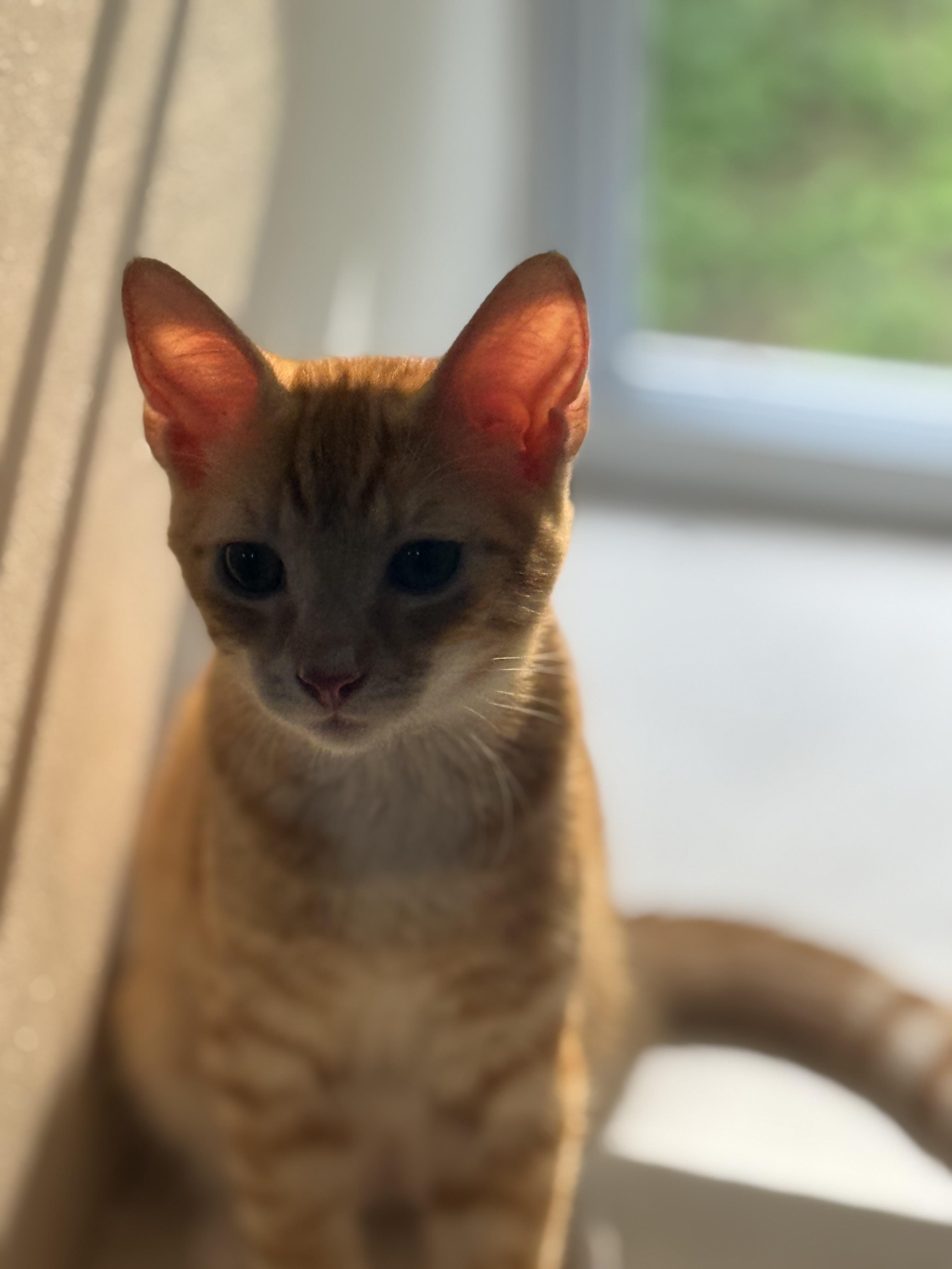 Enlarge Riley, a ADOPTABLE mixed breed in Fort Erie, ON image 2/2