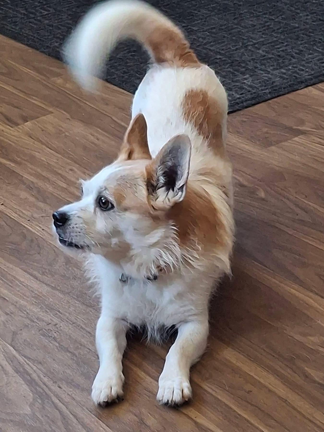 Pops, ADOPTABLE, Adult Male Terrier.