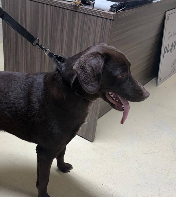Rocky 2-4-2026, Adoptable, Adult Male Black Labrador Retriever.