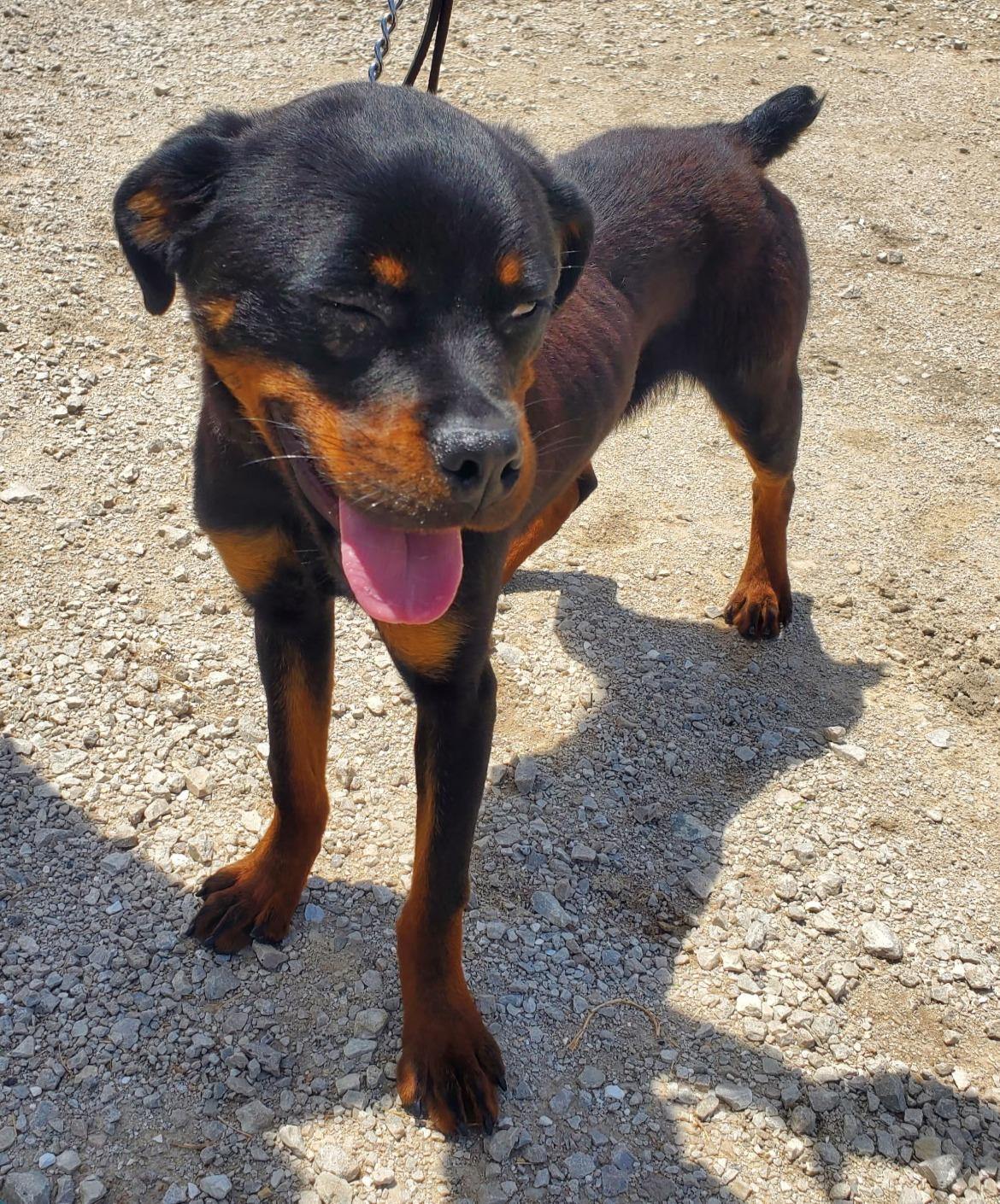 Enlarge WYATT, an adopted Rottweiler in Oswego, IL image 2/2