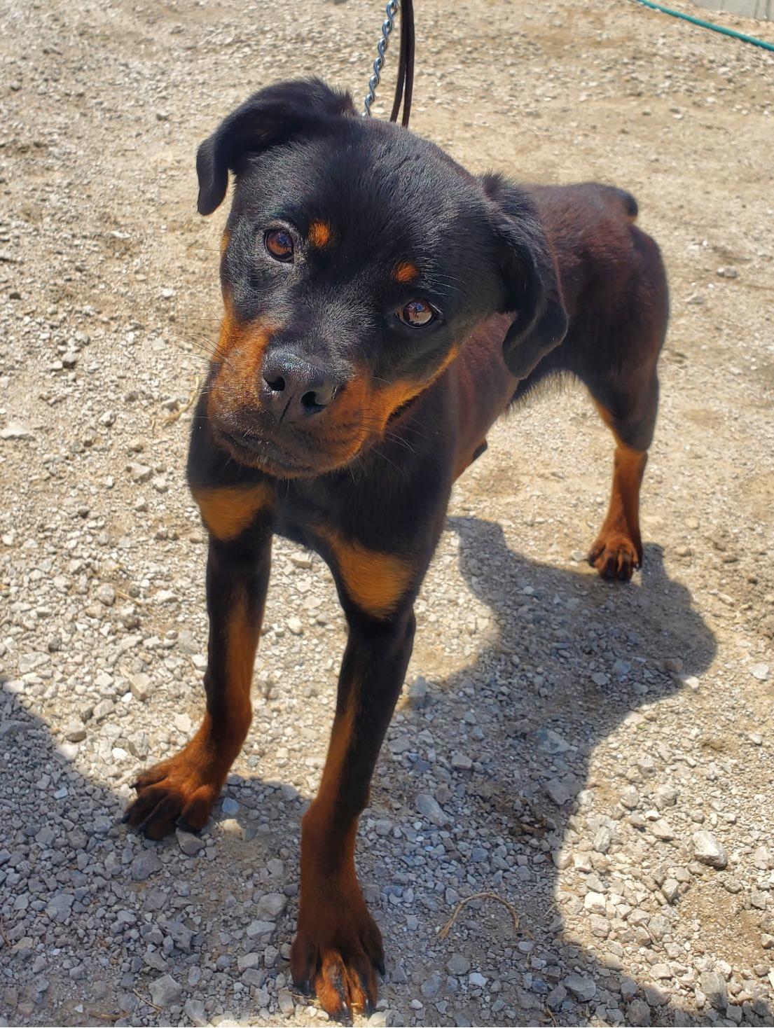 WYATT, adopted, Young Male Rottweiler.