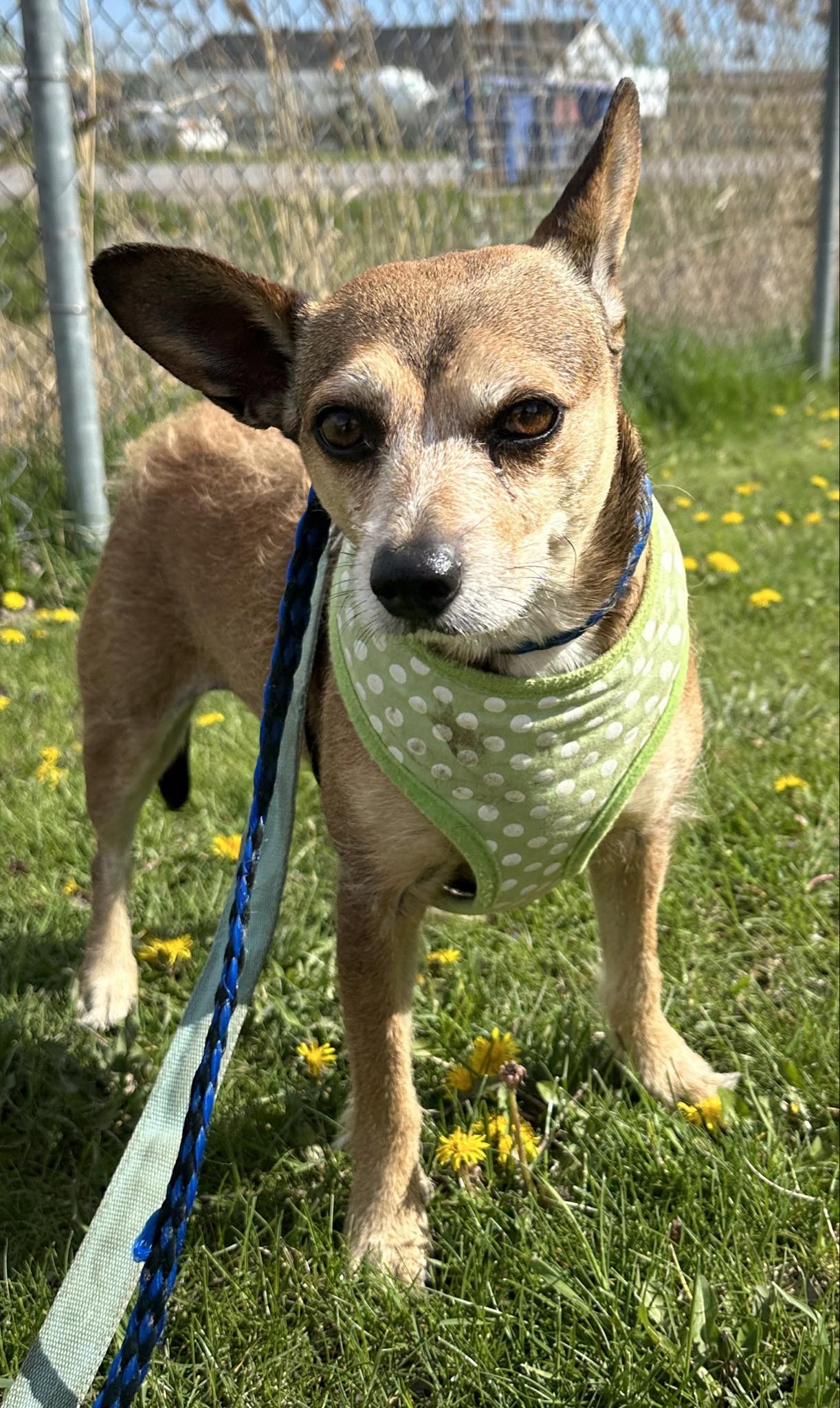 Dog for adoption Frankie, a Chihuahua in VaudreuilDorion, QC Petfinder