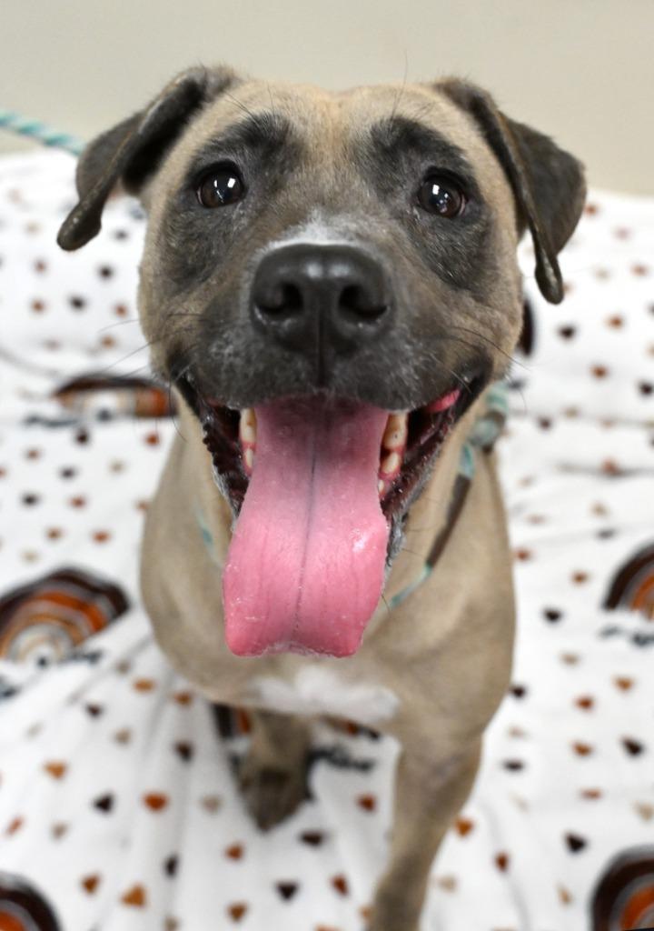 Enlarge Hello, a Adoptable mixed breed in Christiansburg, VA image 1/1