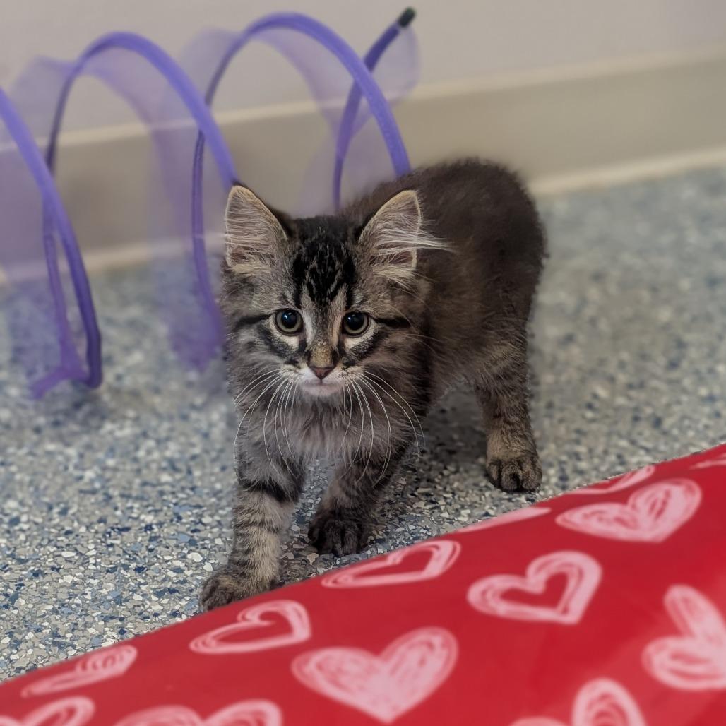 Elliot, a Adoptable Domestic Short Hair in Prairie du Chien, WI image 1/3